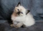 Zoe Leoa - Ragdoll Kitten For Sale - 