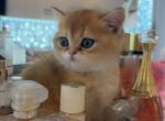 Scottish Straight Golden Cosmo - Scottish Fold Kitten For Sale - 