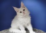 Markiz - Maine Coon Kitten For Sale - Gurnee, IL, US