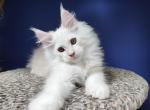 Marvik - Maine Coon Kitten For Sale - Gurnee, IL, US