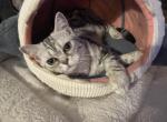 Xara - Scottish Straight Kitten For Sale - 