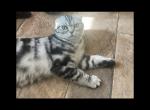 Xane - Scottish Fold Kitten For Sale - 