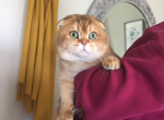 Hercules - Scottish Fold Cat For Sale/Service - 