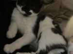 Mellow - Domestic Kitten For Sale - 