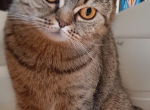 Tinkerbell - Scottish Straight Cat For Adoption - 