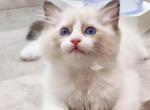 Ohtani - Ragdoll Kitten For Sale - El Monte, CA, US