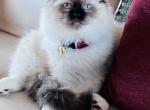 Stella - Ragdoll Cat For Adoption - Dayton, OH, US