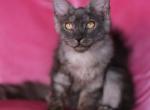 Bella - Maine Coon Kitten For Sale - 