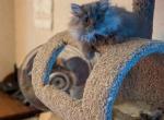 Lovable Persian CFA Registered Kitten - Persian Kitten For Sale - Perry, FL, US