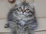 Egorka - Siberian Kitten For Sale - Gurnee, IL, US