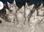 Classic tabby onyx - Maine Coon Kitten For Sale - 