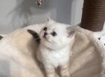 Marshmallow - British Shorthair Kitten For Sale - 