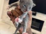 Zuries litter - American Shorthair Kitten For Sale - Coral Springs, FL, US