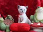 Ruby - Siamese Kitten For Sale - Anza, CA, US