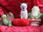 Kunzite - Siamese Kitten For Sale - Anza, CA, US