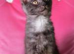 Luna - Maine Coon Kitten For Sale - Tampa, FL, US