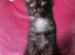 Luna - Maine Coon Kitten For Sale - 