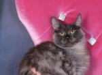 Daisy - Maine Coon Kitten For Sale - 