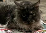 Maxim Smoke Maine Coon Male - Maine Coon Cat For Sale/Retired Breeding - Warren, OH, US