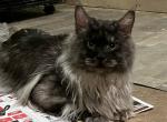 Maxim Smoke Maine Coon Male - Maine Coon Cat For Sale/Retired Breeding - Warren, OH, US