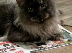 Maxim Smoke Maine Coon Male - Maine Coon Cat For Sale/Retired Breeding - Warren, OH, US