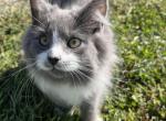 Tom - Siberian Kitten For Sale - 