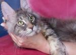 Rosie - Maine Coon Kitten For Sale - Tampa, FL, US