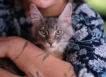 Rosie - Maine Coon Kitten For Sale - 