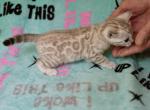 TICA Bengal litter - Bengal Kitten For Sale - Lexington, SC, US