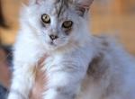 Cleo - Maine Coon Kitten For Sale - Tampa, FL, US