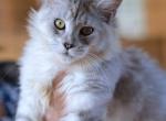 Cleo - Maine Coon Kitten For Sale - FL, US