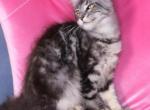 Oliver - Maine Coon Kitten For Sale - FL, US