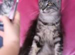 Oliver - Maine Coon Kitten For Sale - Tampa, FL, US