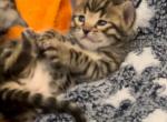 Beautiful Brown Kitten Female - Bengal Kitten For Sale - 