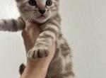 Sapphire - Bengal Kitten For Sale - 