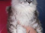 Max - Maine Coon Kitten For Sale - Tampa, FL, US