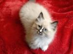 Mugsy leo1 - Ragdoll Kitten For Sale - 