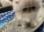 Silver Chinchilla Flat Facedmale Dearheart lineage - Persian Kitten For Sale - 