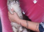 Misty - Maine Coon Kitten For Sale - FL, US