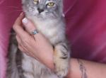 Misty - Maine Coon Kitten For Sale - Tampa, FL, US