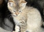 Princess - Bengal Kitten For Sale - Concord, NH, US