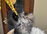 Dollfaced dearhearts - Persian Kitten For Sale - 