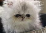 Female Silver Chinchilla Dearheart lineage - Persian Kitten For Sale - 