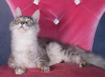 Pearl - Maine Coon Kitten For Sale - Tampa, FL, US