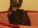 Sweet  Tortishell - Domestic Kitten For Adoption - Dunn, NC, US