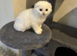 Bebi - Scottish Fold Kitten For Sale - 