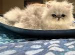 Silver Chinchilla Dollfaced male - Persian Kitten For Sale - 