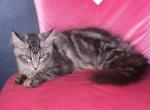 Charlie - Maine Coon Kitten For Sale - Tampa, FL, US