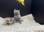 Sophia - Scottish Straight Kitten For Sale - 