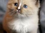 Smudge - Ragdoll Kitten For Sale - 